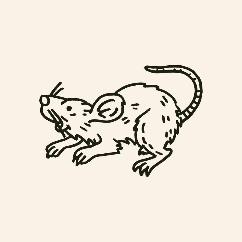 NY Rat