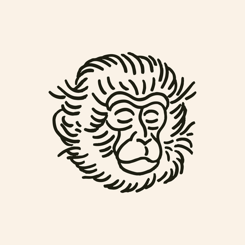 Snow Monkey